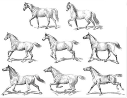 Draw a Horse