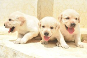 Top 10 best labra dog price in chandigarh in 2022