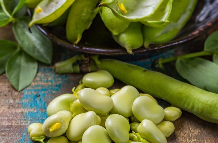 Information on and health advantages of lima beans