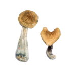 McKennaii Magic Mushrooms
