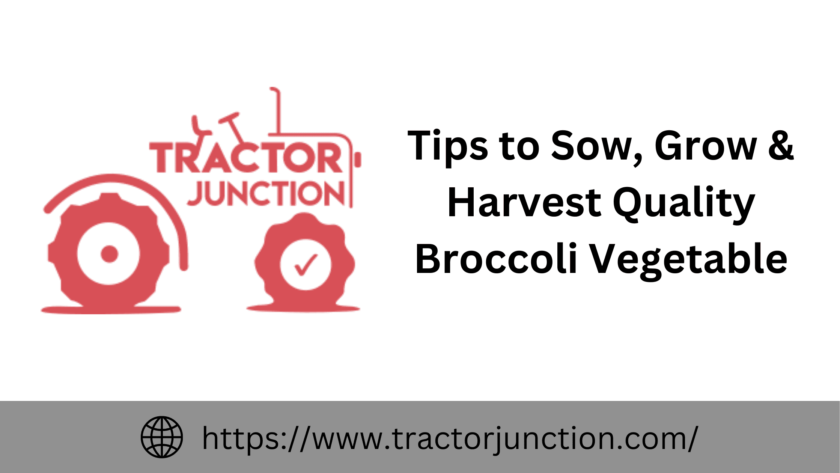 Tips to Sow Grow Harvest Quality Broccoli Vegetable 1