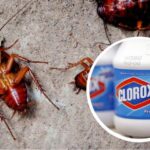 Does bleach kill roaches